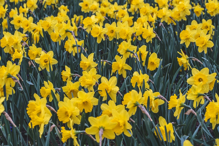 Welsh national icon the daffodil